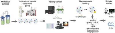 Extracellular Vesicles From Microalgae: Uptake Studies in Human Cells and Caenorhabditis elegans